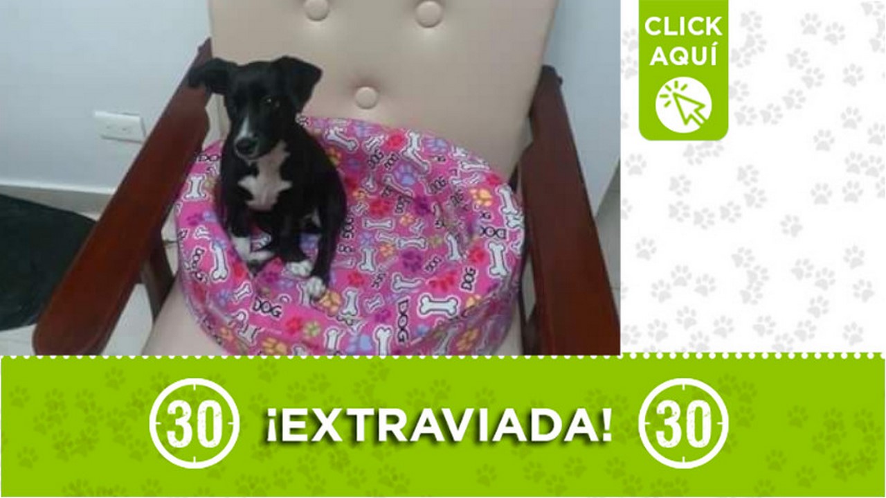 "Minnie" se extravió en Enciso ¿La ha visto?