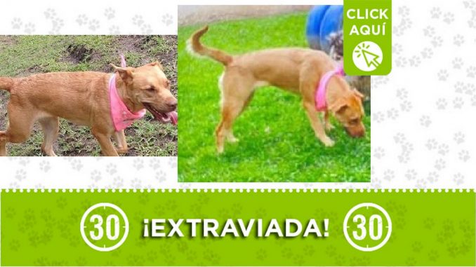 Perrita perdida Perrita perdida