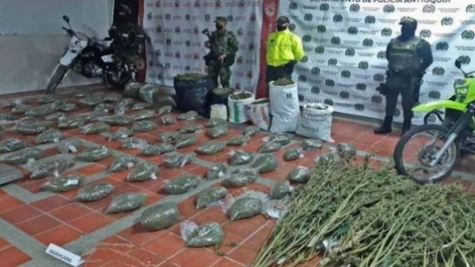 En Sonsón cultivaban tomate como fachada para marihuana En Sonsón cultivaban tomate como fachada para marihuana