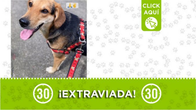 "Mia" se extravió en El Retiro ¿La ha visto? "Mia" se extravió en El Retiro ¿La ha visto?