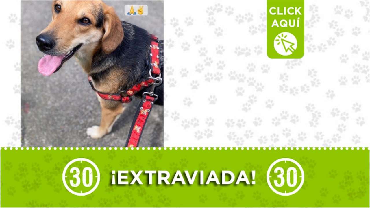 "Mia" se extravió en El Retiro ¿La ha visto?