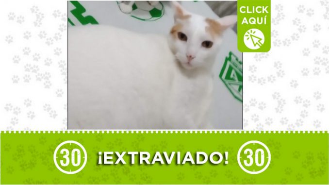Gatico perdido Gatico perdido