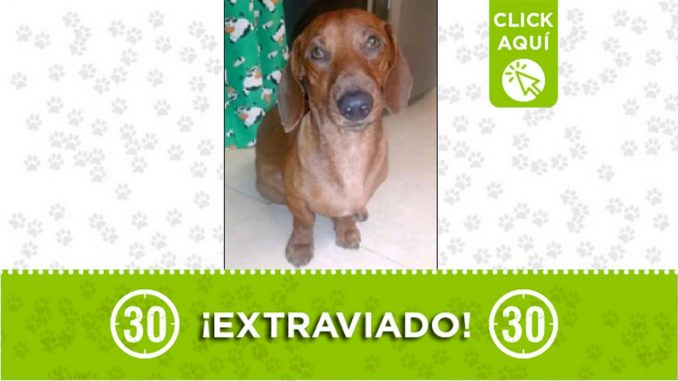 Perrito perdido Perrito perdido