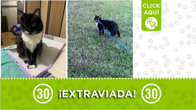 "Noxy" se perdió en Sabaneta ¿La ha visto? "Noxy" se perdió en Sabaneta ¿La ha visto?