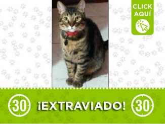 Este gatico llamado 'Neo' se perdió por Belén Rincón 1 Gatico perdido