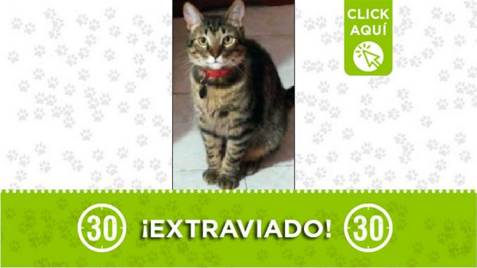 Gatico perdido Gatico perdido