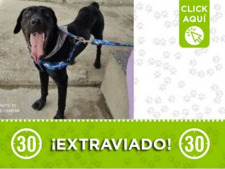 "Óbito" se extravió hoy en Manrique ¡Comparte! 1 "Óbito" se extravió hoy en Manrique ¡Comparte!