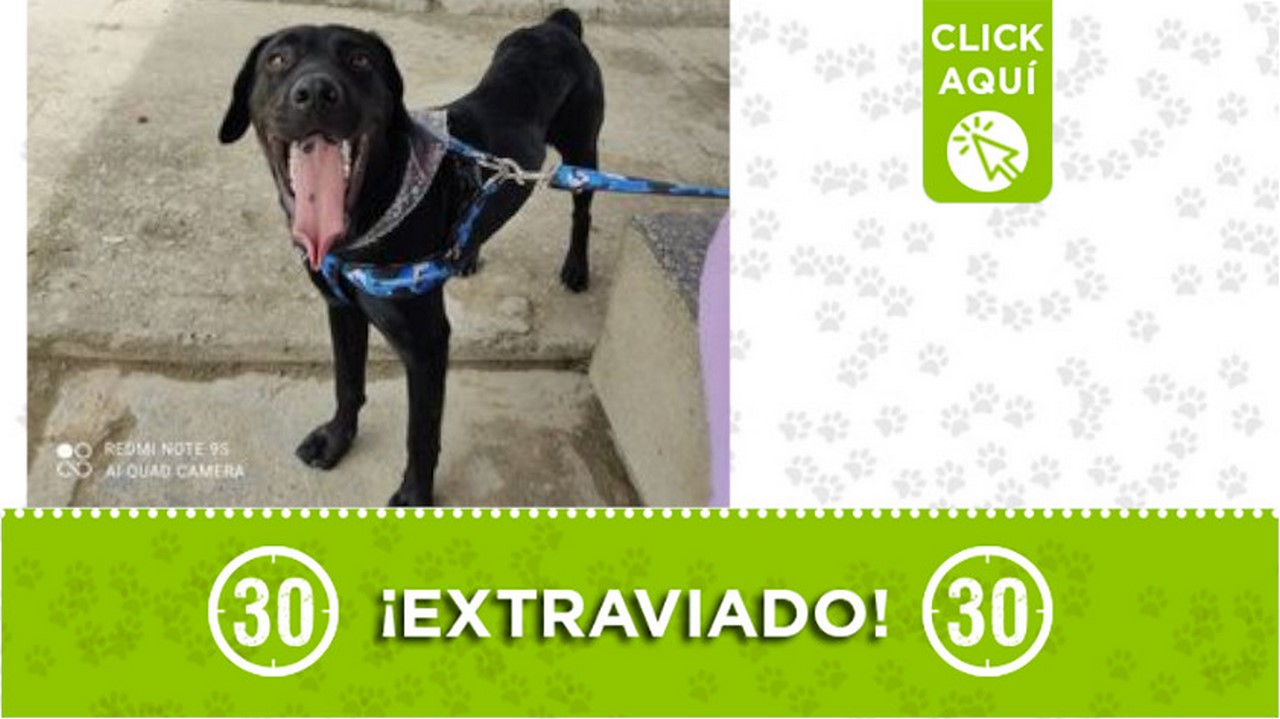 "Óbito" se extravió hoy en Manrique ¡Comparte!