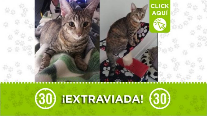 Gatica perdida Gatica perdida