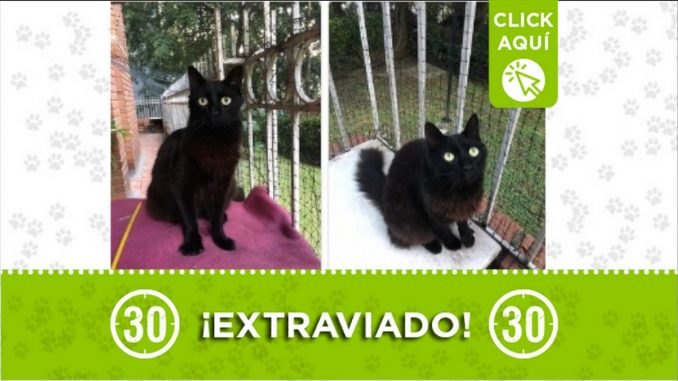 obregon perdido gato santo domingo