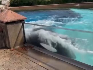 ¿Pidiendo auxilio? Orca golpea varias veces vidrio de acuario 1 orca paque golpea vidrio