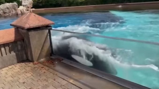 orca paque golpea vidrio