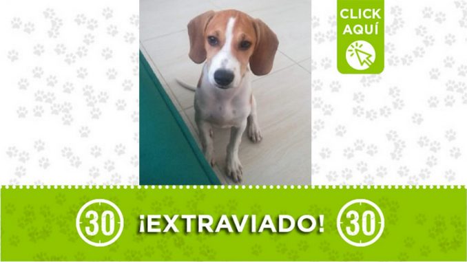 Perrito perdido Perrito perdido