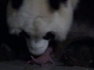 Dos osos pandas gemelos nacen en el Zoo de Madrid 1 oso panda