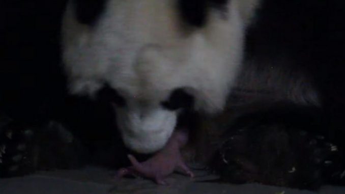 oso panda
