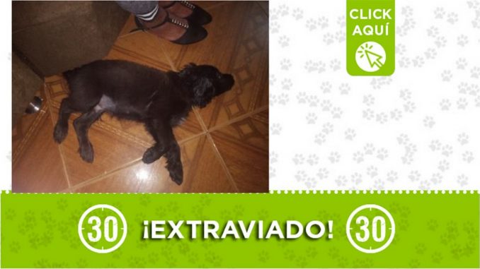 Lo ha visto? "Max" se extravió en Picacho Lo ha visto? "Max" se extravió en Picacho