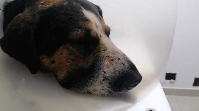 Un tipo le disparó a un perrito, por la gravedad de las heridas la mascota perdió un ojo Un tipo le disparó a un perrito, por la gravedad de las heridas la mascota perdió un ojo