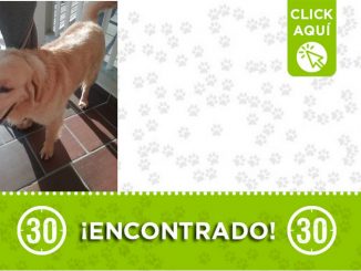 Este perrito fue encontrado en Sabaneta ¿Es suyo? 1 Este perrito fue encontrado en Sabaneta ¿Es suyo?