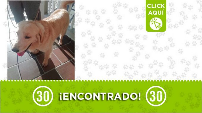 Este perrito fue encontrado en Sabaneta ¿Es suyo? Este perrito fue encontrado en Sabaneta ¿Es suyo?