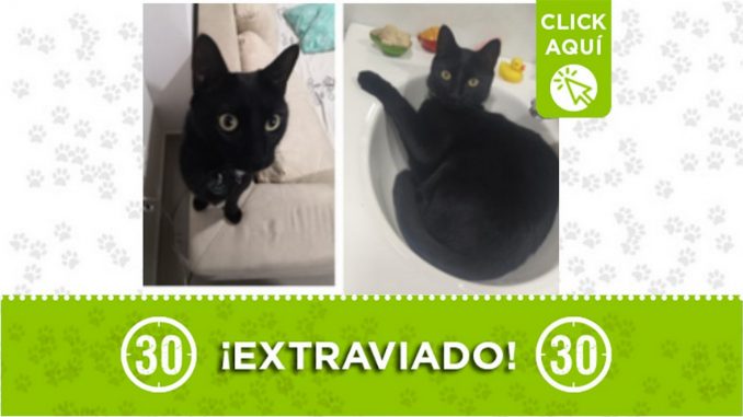 Gatico perdido Gatico perdido