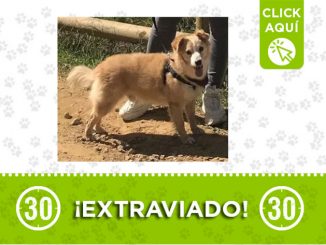 'Paco' se perdió en Belén ¡Ayúdanos a encontrarlo! 1 paco