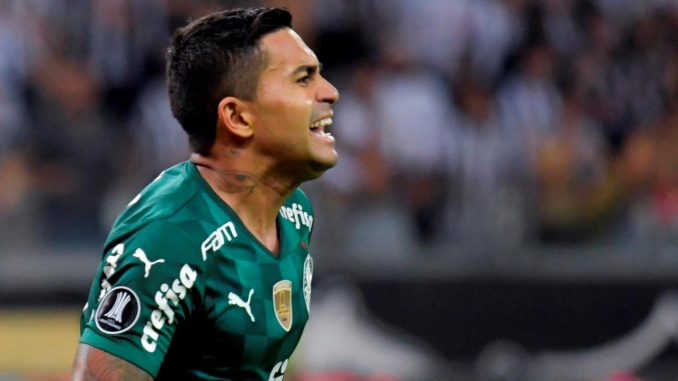palmeiras mineiro1 palmeiras mineiro