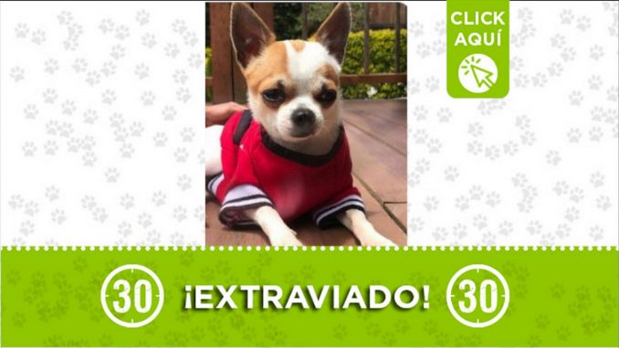 pero perdido berlin centro medellin