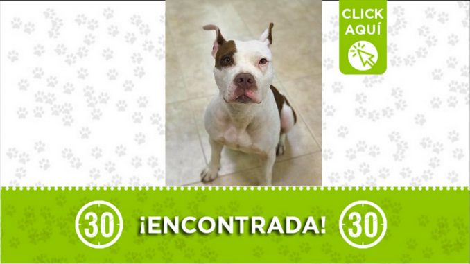 perrita encontrada el poblado