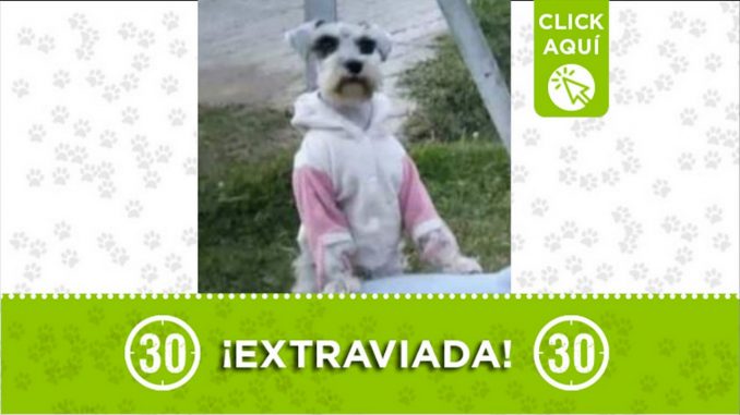 perrita pecas extraviada toscana