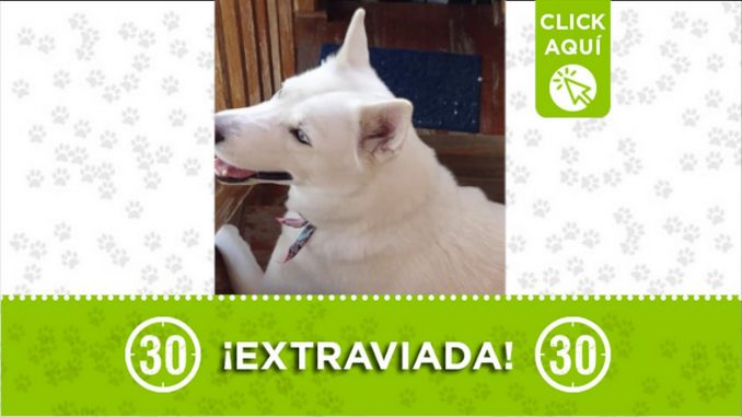 perrita perdida manrique las granjas
