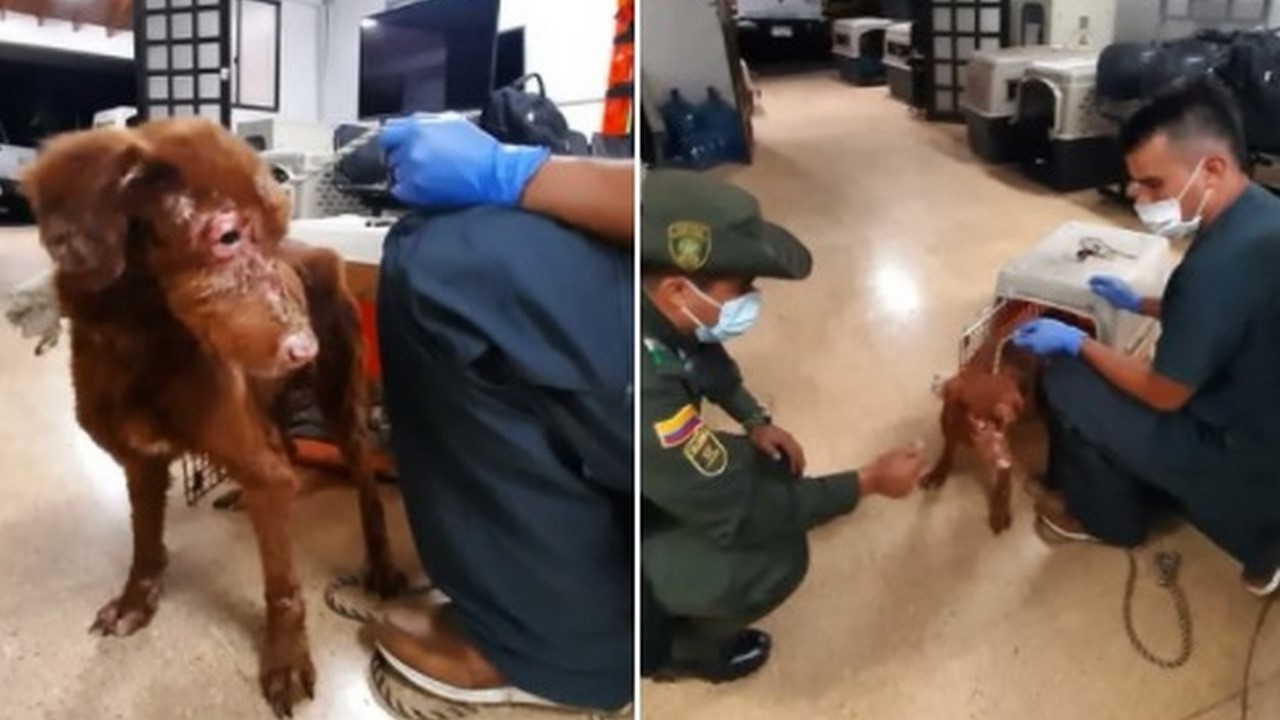 rescataron a una perrita mal tenida en Medellín