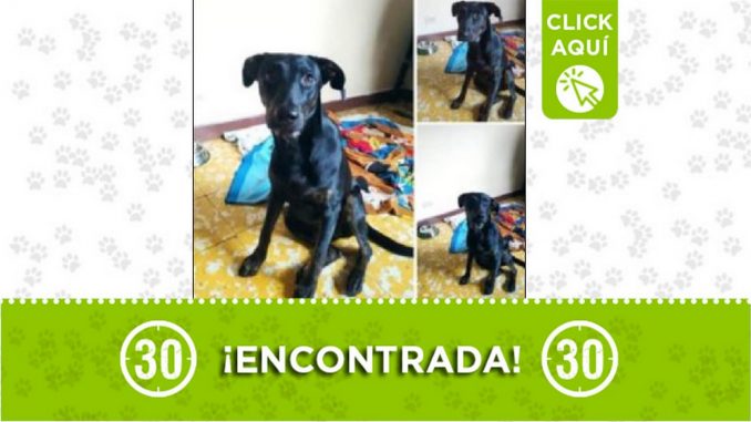 Perrita encontrada Perrita encontrada