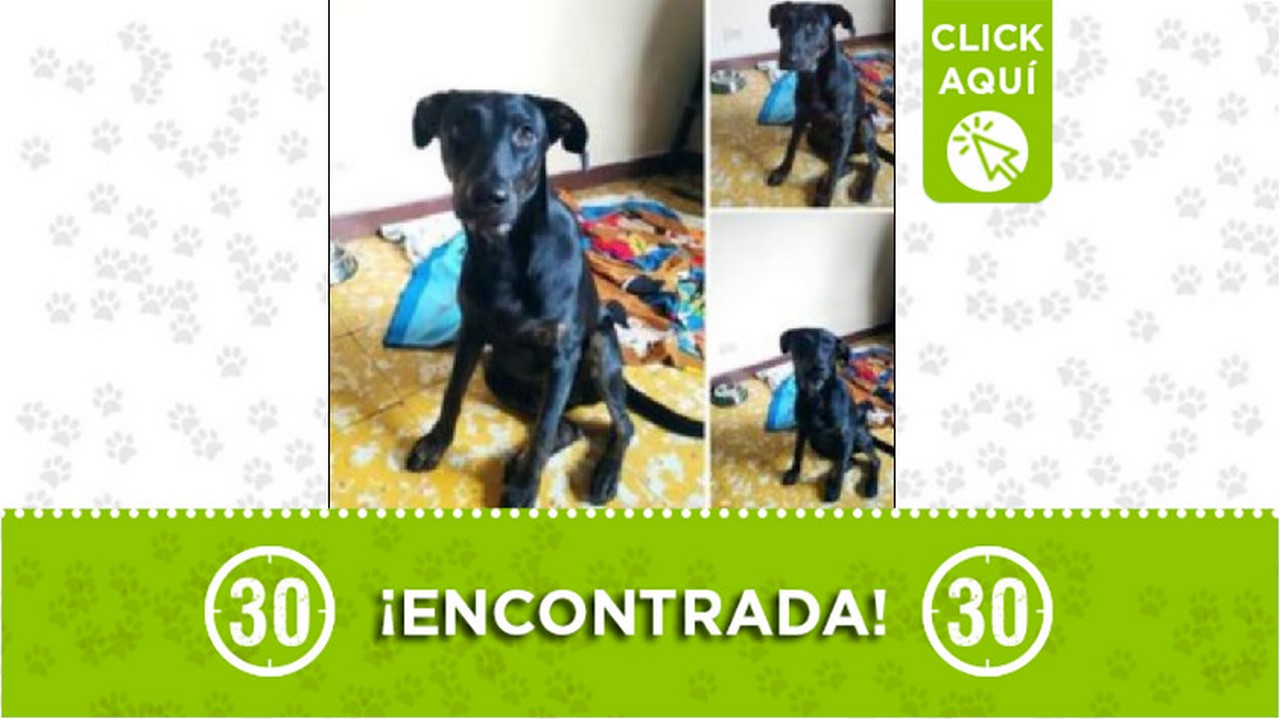Perrita encontrada