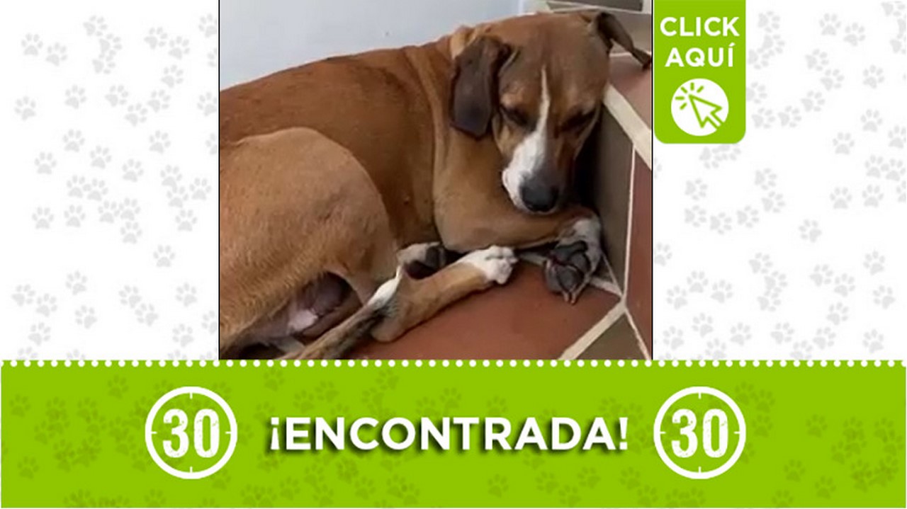 Perrita encontrada