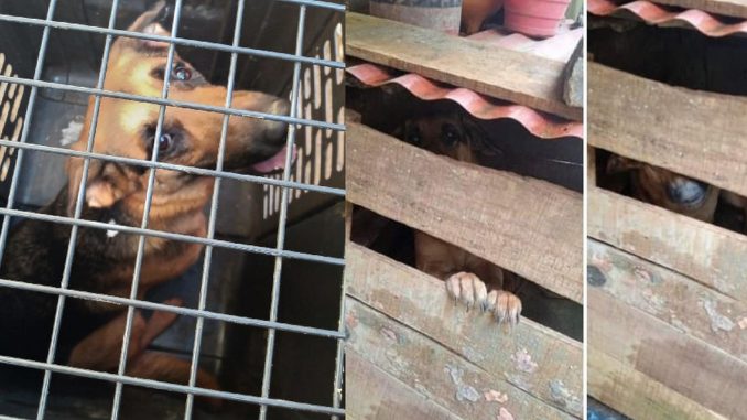 Rescataron a una perrita en el barrio La Cruz Rescataron a una perrita en el barrio La Cruz
