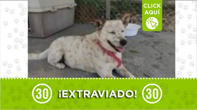 perrito Las Palmas perdido 2021