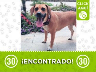 Buscan a los dueños de este perrito encontrado en El Poblado 1 perrito encontrado buscan familia