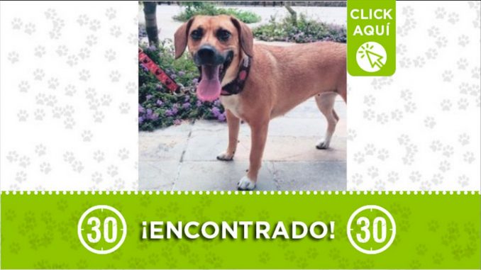 perrito encontrado buscan familia