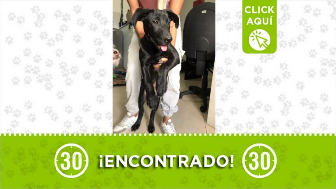 perrito encontrado el velodromo