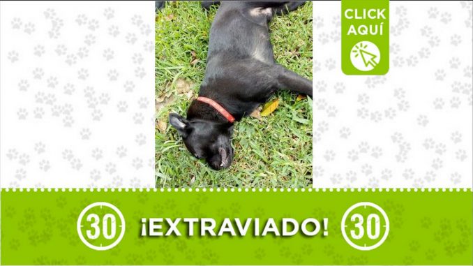 perrito exrtaviado la 62 medellin