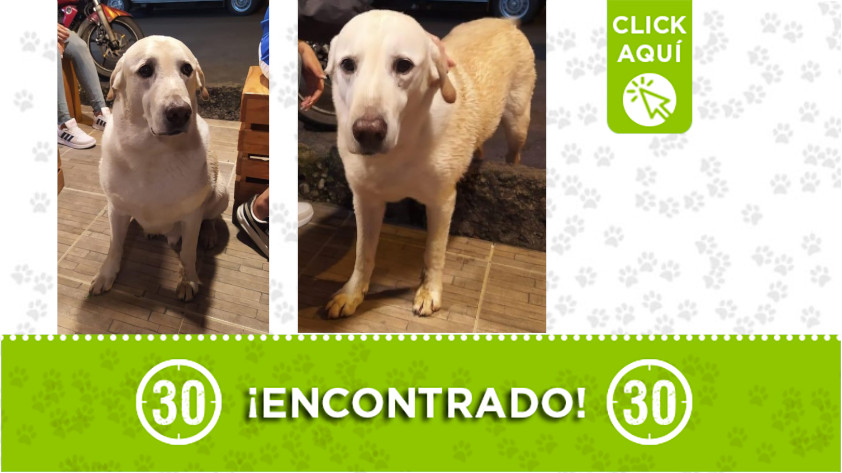 Este perrito fue encontrado en Robledo Bello Horizonte ¿Es suyo?