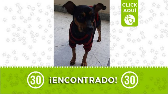 Perrito encontrado Perrito encontrado