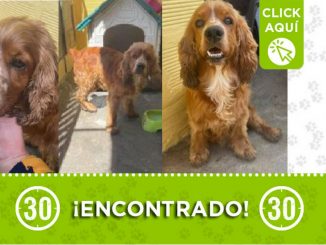 Encontraron a este perrito por un estadero en Copacabana, buscan a sus dueños 1 Perrito encontrado