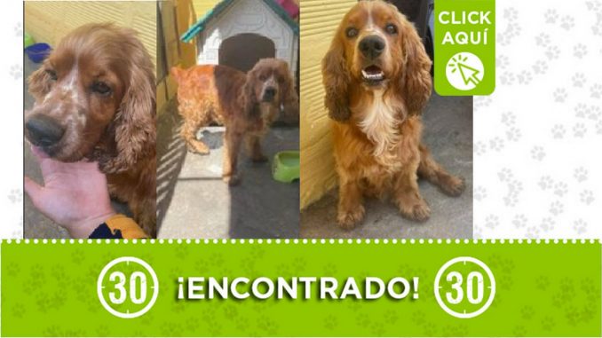 Perrito encontrado Perrito encontrado