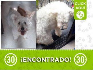 Este perrito fue encontrado en Niquía, buscan a sus dueños 1 perrito encontrado