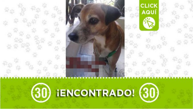 Perrito encontrado Perrito encontrado