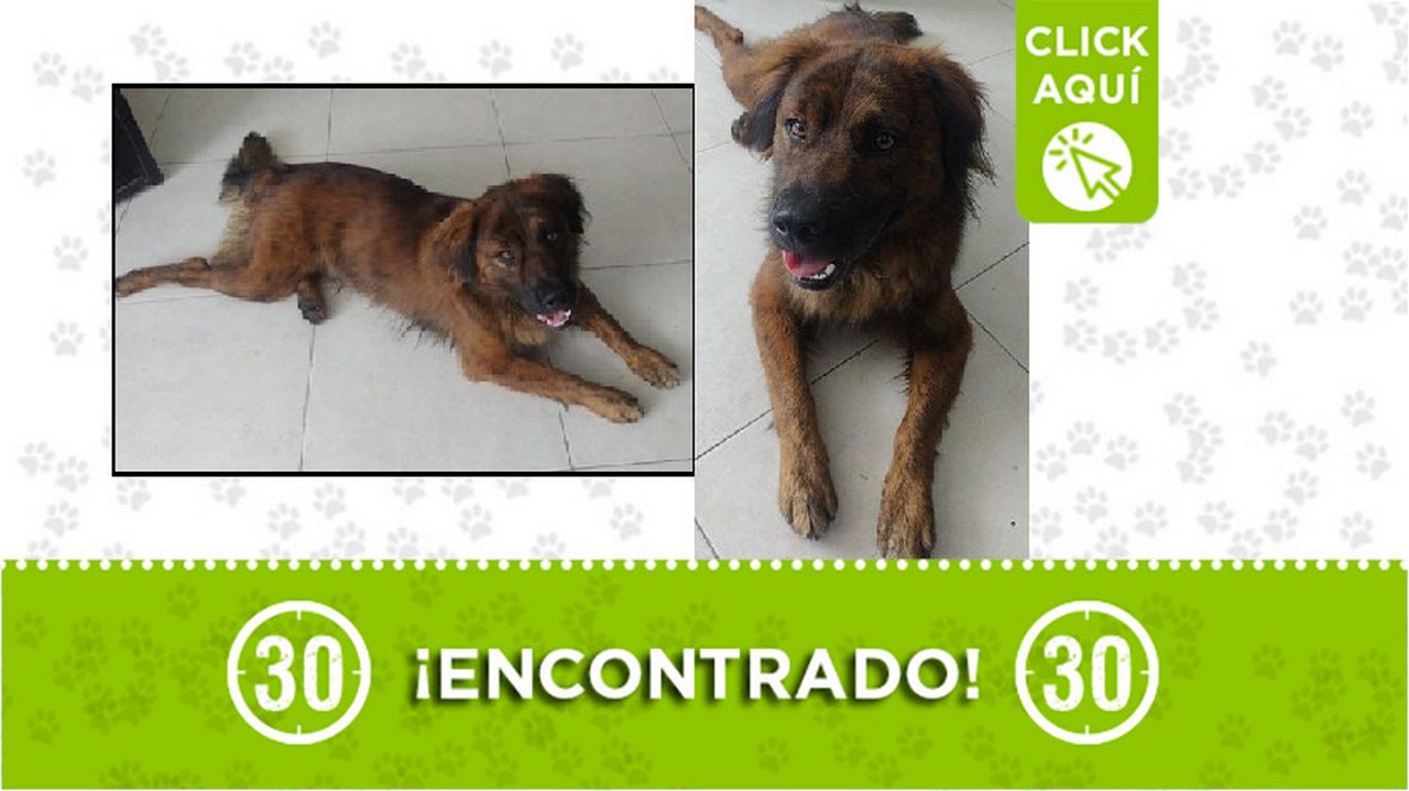 Perrito encontrado