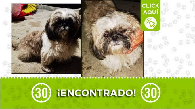 Perrito encontrado Perrito encontrado