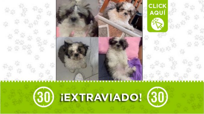 Perrito perdido Perrito perdido