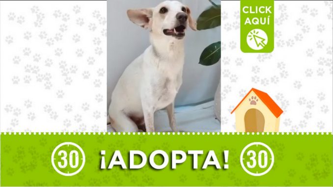 perro adopcion medellin